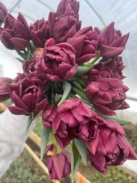 Tulip 'Alison Bradley'